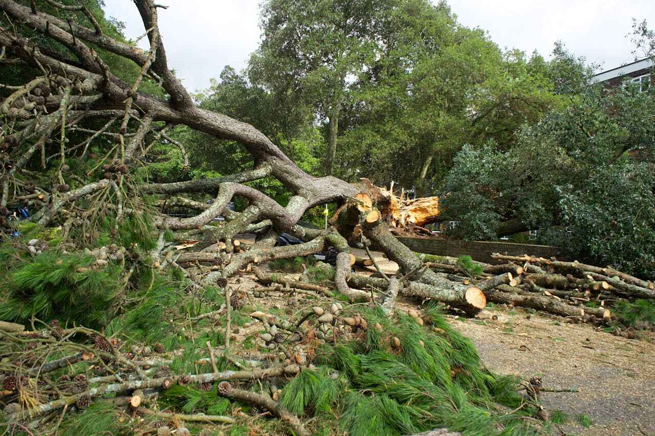 Large Tree Removal in Searles Valley, CA